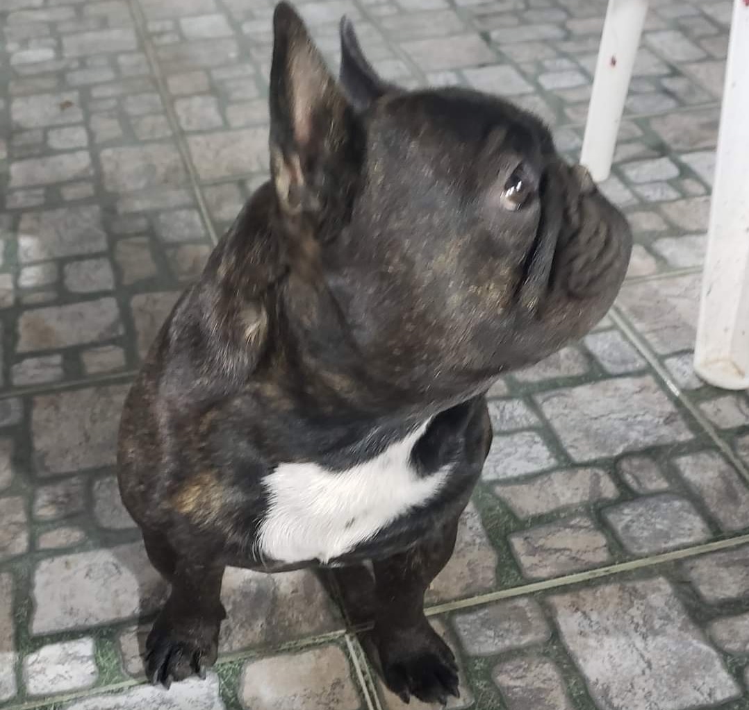 Funes: le robaron su perrito bull dog y pide ayuda para recuperarlo
